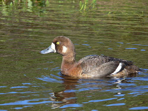 ����� ������� �������